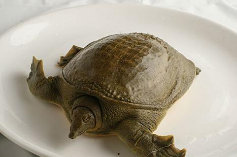 甲鱼吃瓜,探寻瓜果与甲鱼的完美邂逅